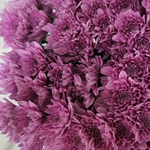 10 Varas Flores Naturales Mables Purpura Suave