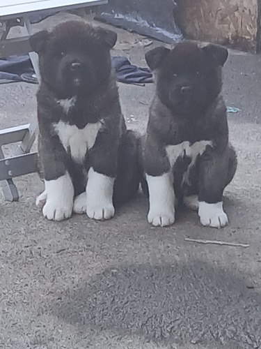 Cachorros Akita Americano