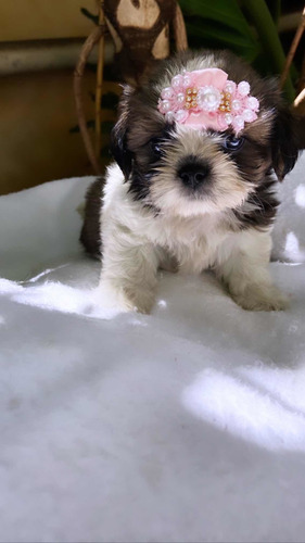 Lhasa Apso Mini Lindos Filhotes (sp Capital Não Enviamos)