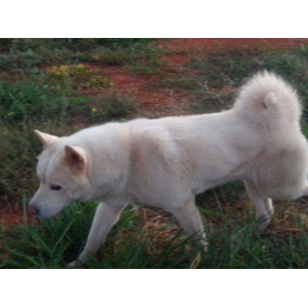 Lindos Filhotes Akita Inu Japonês Brancos Nascidos 09/02