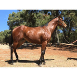 Venta Potrillos Cuartos De Milla - Caballos y Yeguas en Jalisco en ... Venta Potrillos Cuartos De Milla - Caballos y Yeguas en Jalisco en ...
