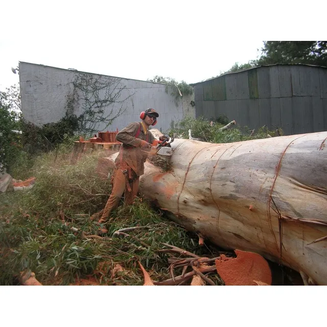 Poda, De Arboles ,trabajos En Altura. Arborista 11-3286-6416