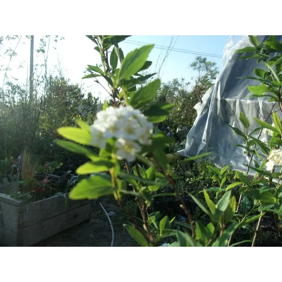 Planta Copo De Nieve Corona De Novia Arbusto Floral