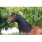 Caballo Potro Raza Pre Español, Posible Cambio Por Camioneta