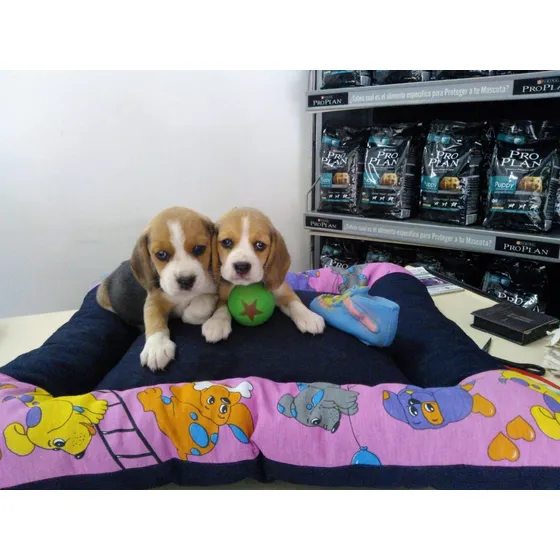 Cachorra Beagle Hembra 2 Meses, Pelaje Corto