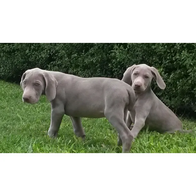 Cachorra Weimaraner Hembra 45 Días Desparasitada