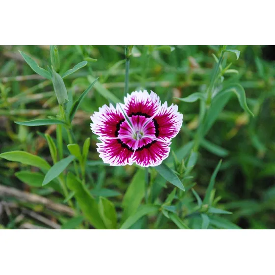 Semillas Flor Clavelina De La China Clavel Flores