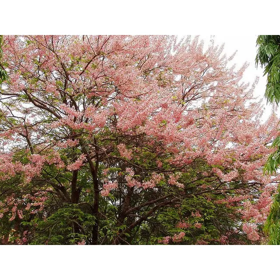 10 Semillas De Casia De Java - Cassia Javanica Codigo 802