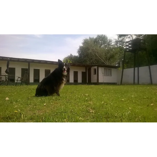 Pensionado Canino. Guardería Canina. Mascotas. Petdog Pilar