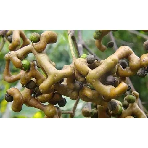 100 Sementes De Uva Do Japao - Uva Japonesa - Fruta Pau