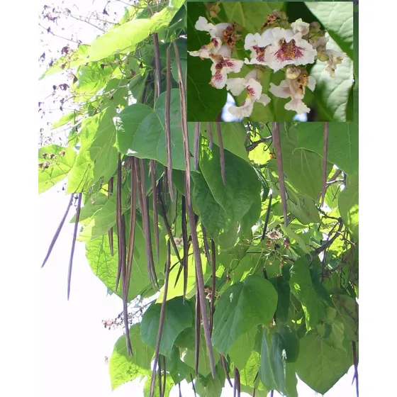 201 + Yapa  Semillas De Catalpa Bignoides