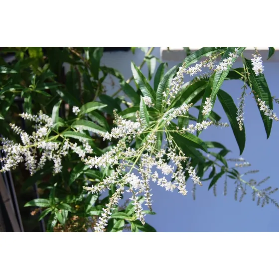 Planta De Cedron Aloysia Citriodora