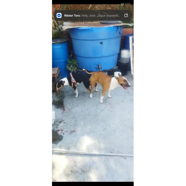 Cachorros Bull Terrier
