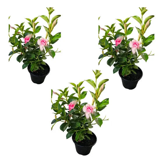Dipladenia Flor Exótica Rosa C/3un Com Vaso 