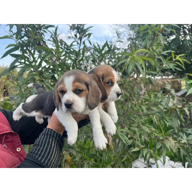 Cachorros Beagle Tranquilos Y Sanos Buena Genetica