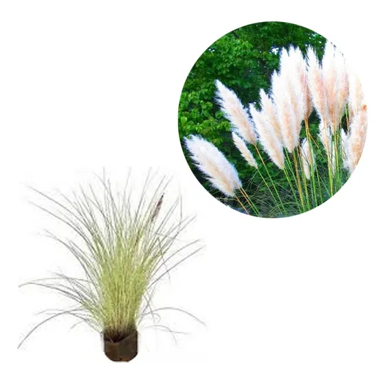 Capim Dos Pampas Pluma Branca 5 Mudas Alta Qualidade 