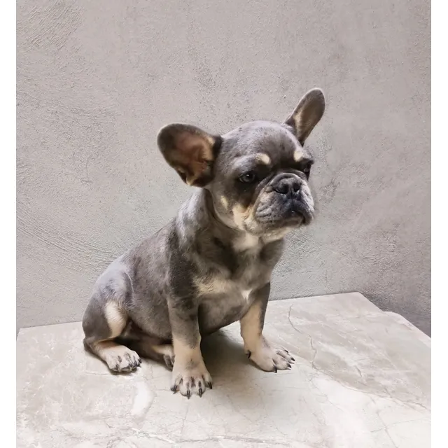 Cachorro Bulldog Macho Blue Merle And Tan