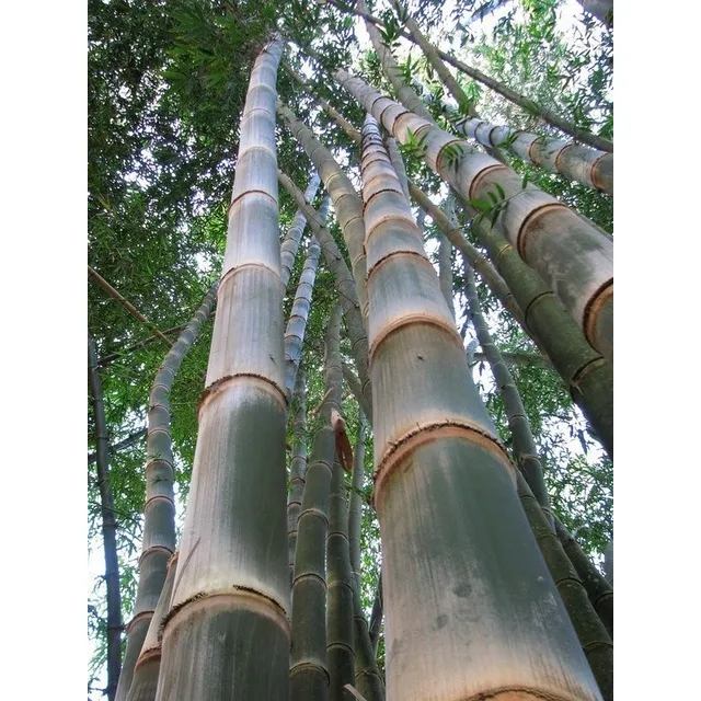 300 Sementes Bambu Maciço (dendrocalamus Strictus) 