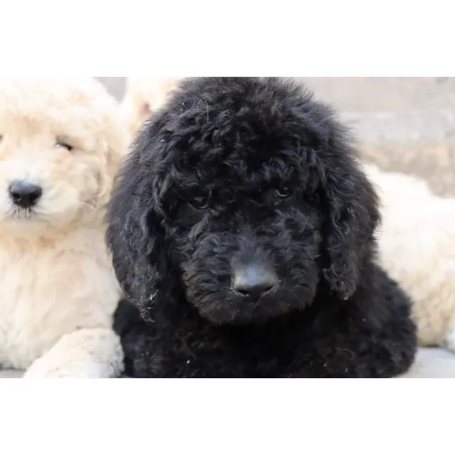 Caniche Gigante/ Poodle Standard/ Poodle Gigante