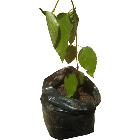 Árbol Maqui 30 Cm . Envío A Regiones.