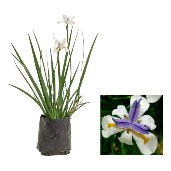Pack 5u Dietes Grandiflora Y 2 Chips ¡entregados En Tu Casa! Blanca Y Lila