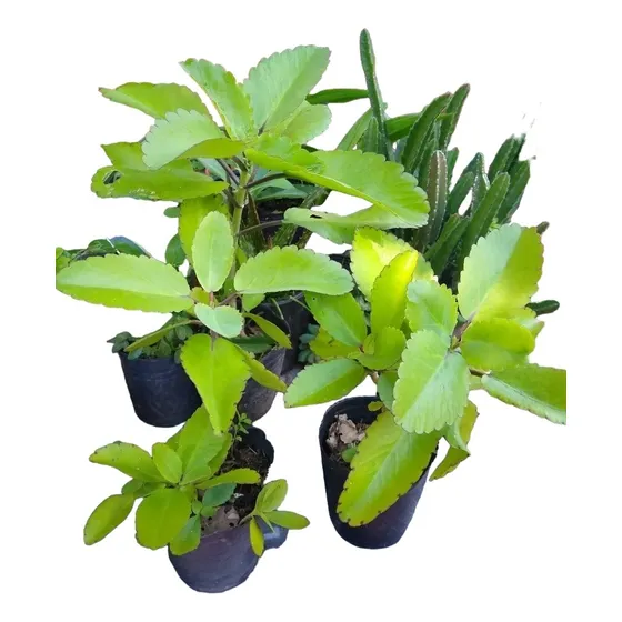 Promo 3 Kalanchoe Pinnata - Yerba Bruja Sin Agroquímicos M12