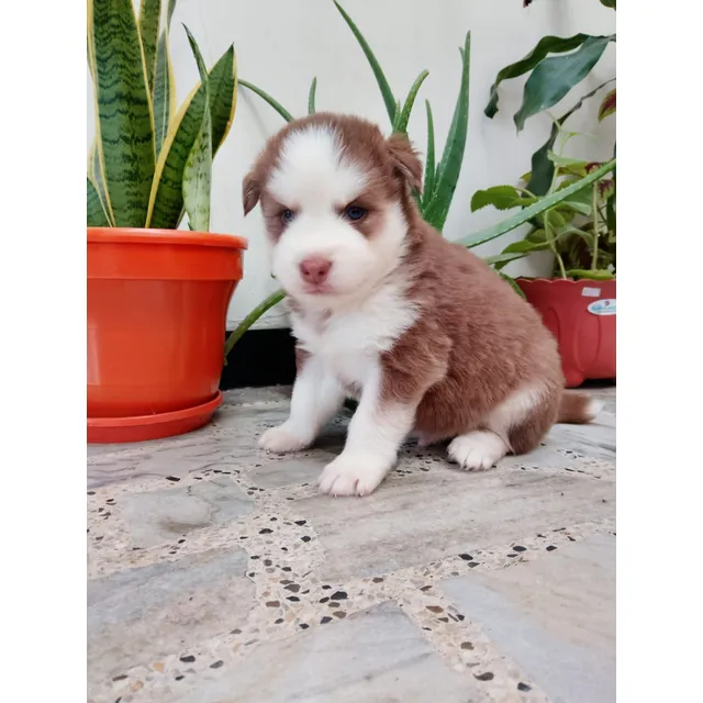 Perros Cachorros Husky  Malamute Manto Rojo