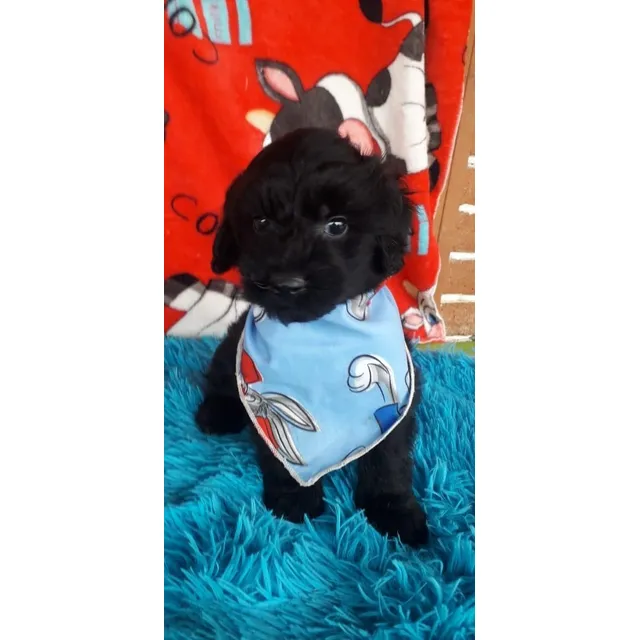 Cachorros Cocker Spaniel Negro Perros Medellín Bogotá Cali