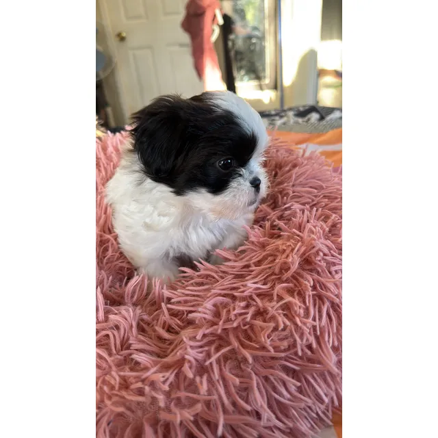 Cachorros Shihtzu Beige