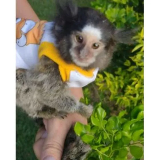Roupa Pet Sagui Sem Capuz