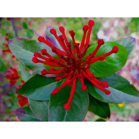 Semillas Arbol Nativo Notro Ciruelillo Embothrium Coccineum