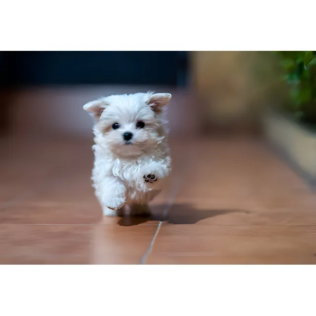 Cachorros Bichon Maltes Perros Barranquilla Cartagena  Pets