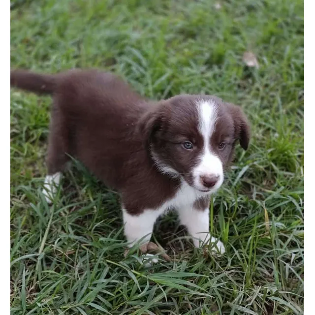 Cachorros Border Collie.