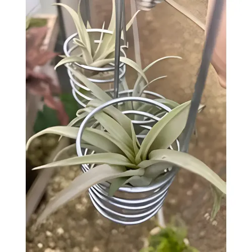 Tillandsia Gardneri Rupicula | Parcelamento sem juros