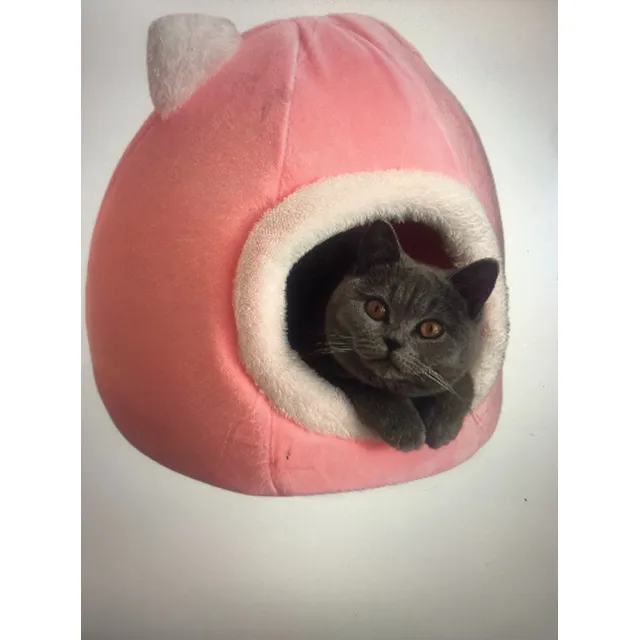 Gatito Británico Pelo Corto - British Shorthair