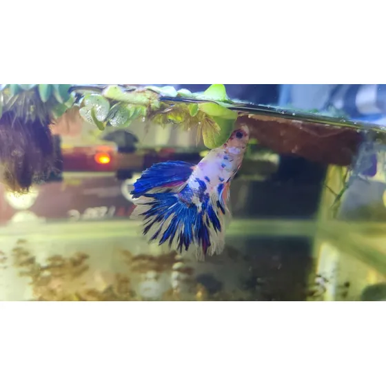 Peces  Betta Macho Koi Nemo