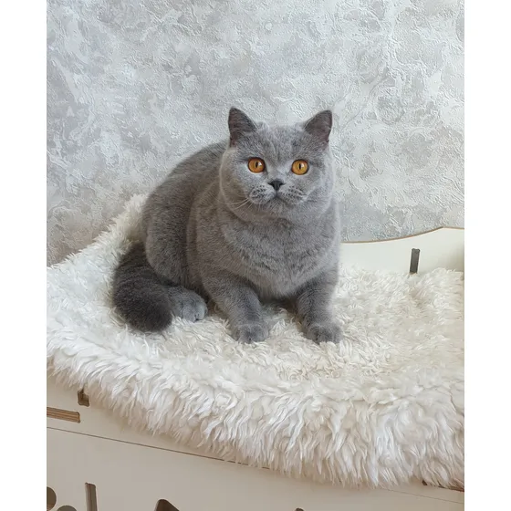 Gato British Shorthair Filhote Fêmea Cor Cinza # Pedigree