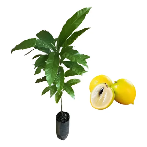 Muda De Abiu Amarelo - Produz Em Menos De 2 Anos