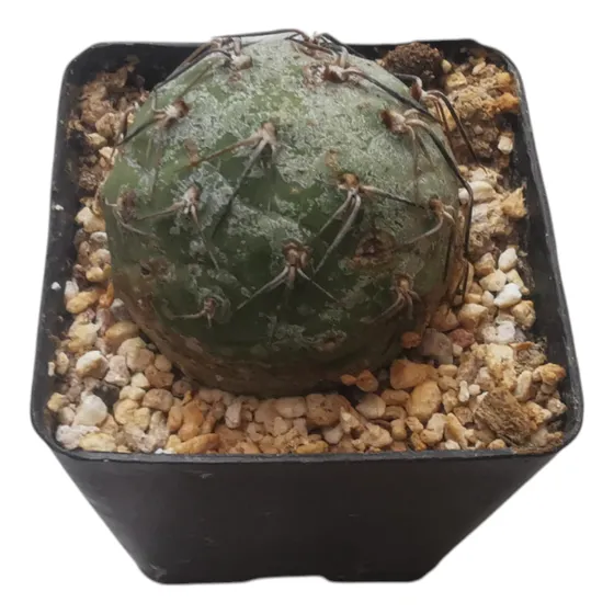 Esqueje Tephrocactus Geométricus Cactus Suculenta Exótico