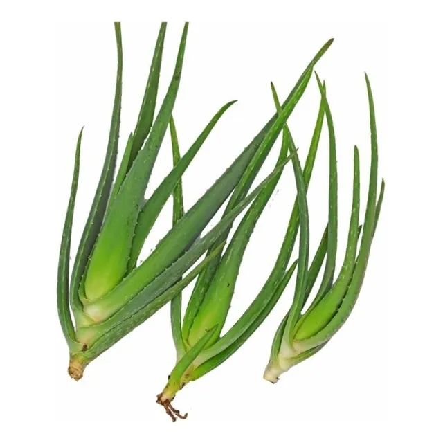 Aloe Vera Sábila (100 Plantitas) Amarillo