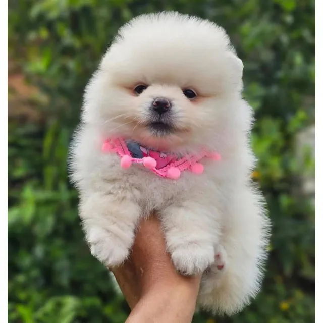 Cachorros Pomeriana Hembra Y Macho 