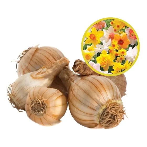Bulbos Narcisos Colores Variados - Pack X5 Nacionales