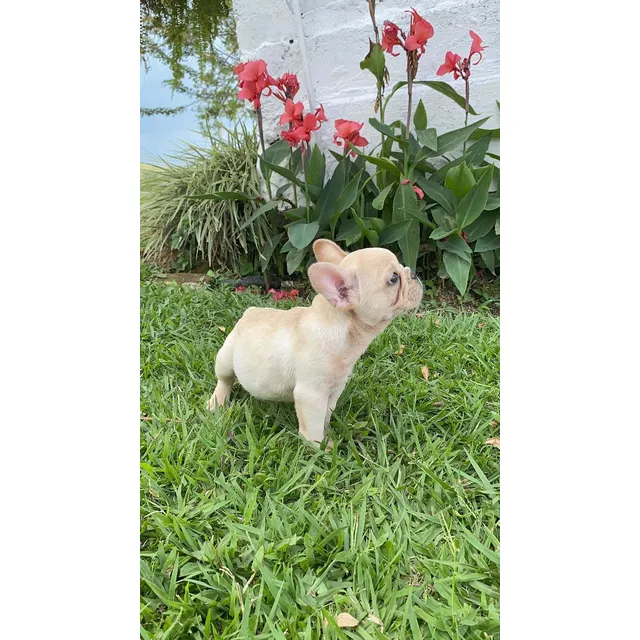 Venta Bulldog Francés Precio Medellin Cali Bogota Colombia
