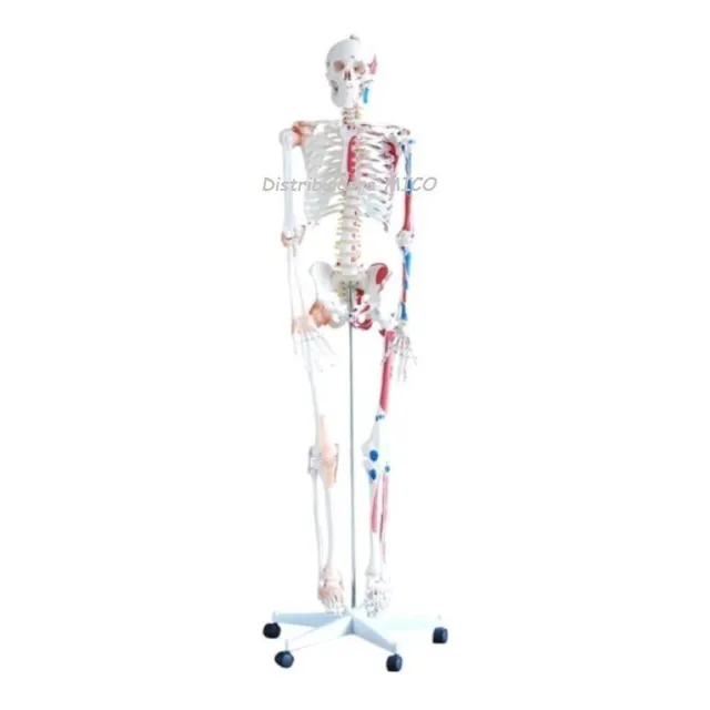 Oferta Esqueleto Humano 180 Cm Y 90 Cm - Maqeta Sistma Oseo 