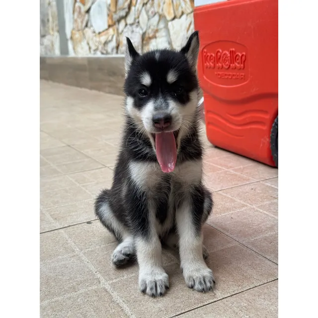 Cachorro Husky Siberiano