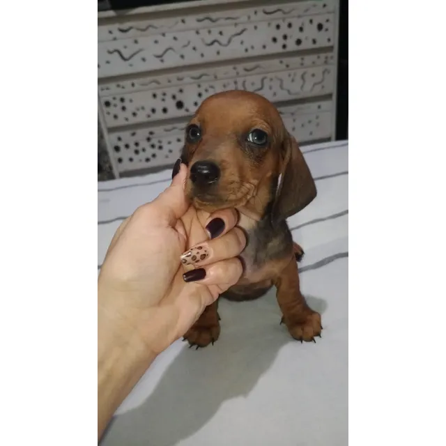 Cachorros Salchichas Teckel
