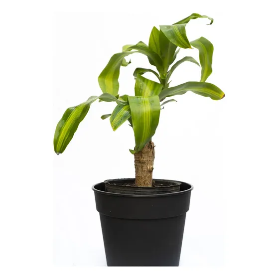 Planta Palo De Agua / Planta De La Felicidad !!!