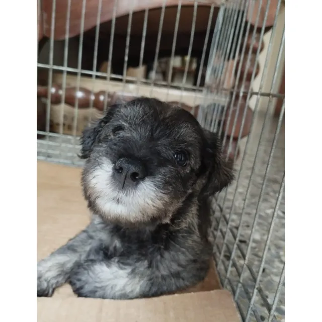 Schnauzer Mini, Cachorros, Ropitas Y Algo Mas