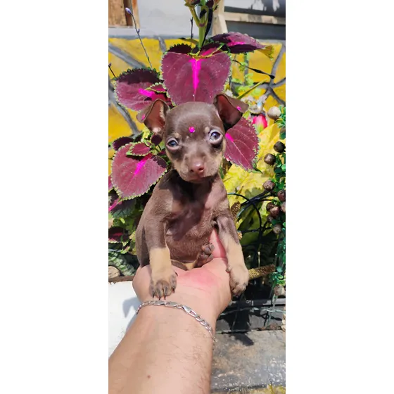 Pinscher Fêmea - Cão De Raça Ideal Para Família
