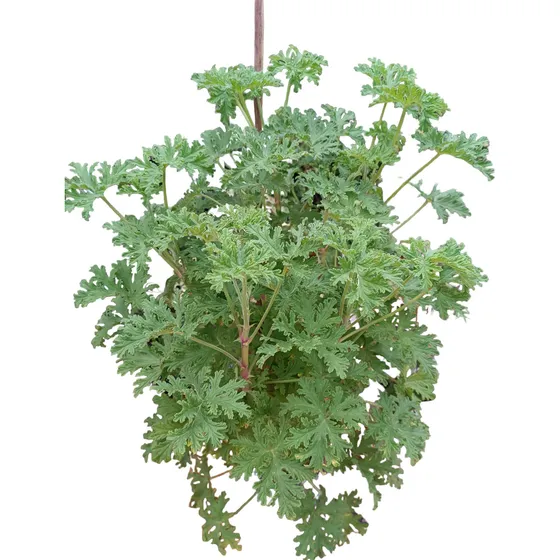 Malva Rosa Cítrica Citronella